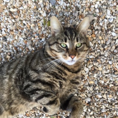 mavtherav's profile picture. Aston Villa