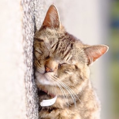 がすこんろさんのプロフィール画像