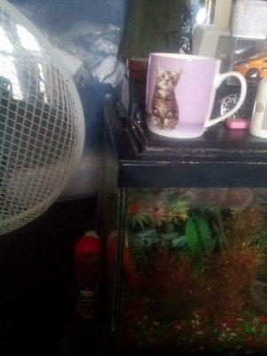 KateRed7's profile picture. 