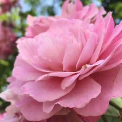 aromagarden's profile picture. 猫おばさん🐈‍⬛／保護猫🐈／手作り大好き／AEAJ認定・アロマテラピーインストラクター／JAMHA認定・シニアハーバルセラピスト／日本漢方養生学協会 漢方上級スタイリスト／HSAマスターソーパー／植物療法・手作り石鹸教室｢優しい時間｣主宰／ボランティア／格闘技観戦