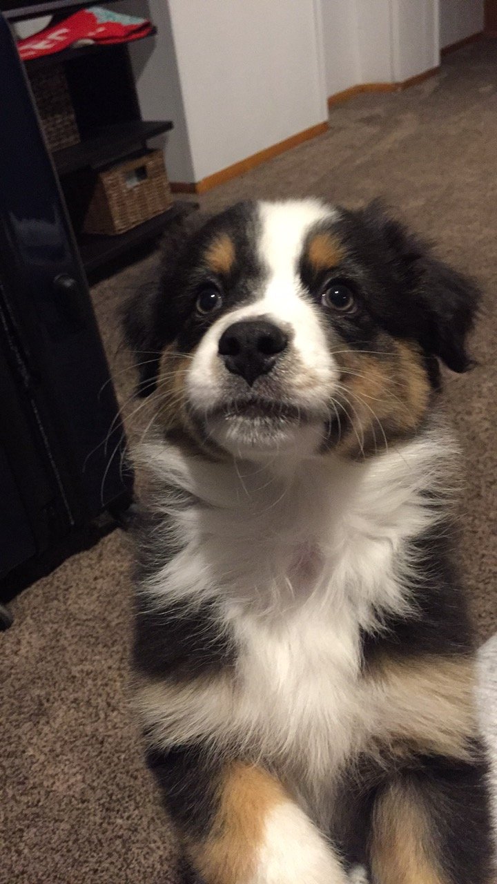 HewieChewie's profile picture. Just a dog-eat, dog-poop - repeat, kinda life