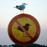 Gustavo Pachello (@gpachello) 's Twitter Profile