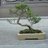 SYOHIN_BONSAI