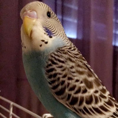 Hi I'm Lola the bird and I just got a new friend named Blue!!