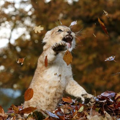 phanuthep_j's profile picture. 