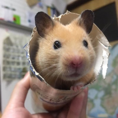 名前は娘が飼っているハムスターにちなんでつけてくれました。難聴で両耳補聴器使用。日々思いついた事をつぶやいています。ＡＤＤの娘オープン就労。アスペの息子もオープン就労になりました。定型の長男一般就労。アスペの旦那自営業。姑がアルツハイマーになっちゃった。無言フォロー失礼します。重度の知的障害者の姉がいます。