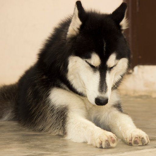 We are here to help you with anything as long as related to cute furry folks. Pet lovers can contact us for more enquiry.

Siberian Husky !! MsCreativePixel