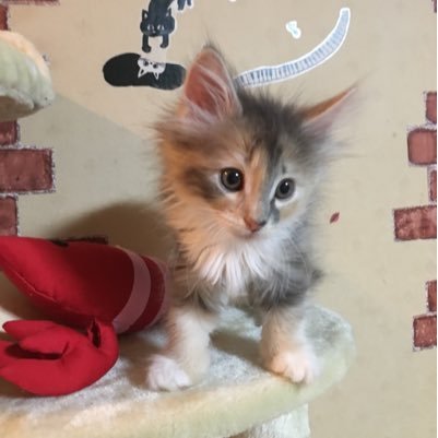 ノルウェージャンの❤️みあ❤️さん♀と黒猫！サッカー！について呟きますがツイ不精です！無言フォローします！なので無言フォロー歓迎！よろしゅうたのんます！