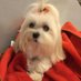Amy cuccio (@cuccio_amy) Twitter profile photo Amy cuccio (@cuccio_amy) Twitter profile photo