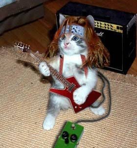 boys whatever, cats forever.