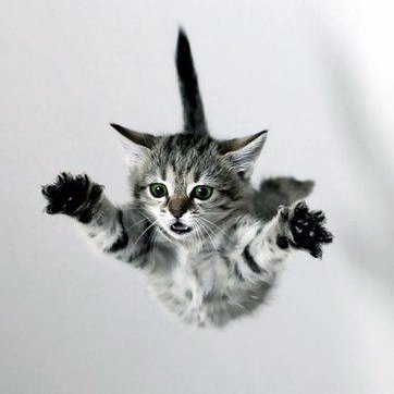 Chat Tombe Bien Chattombebien Twitter Chat Tombe Bien Chattombebien Twitter