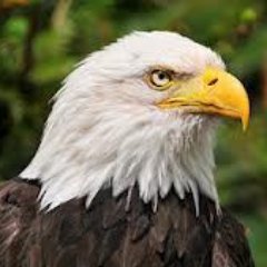 Eagle Pic For Mac