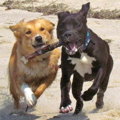 dogsofack's profile picture. 