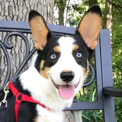 A blue eyed corgi derpin', splootin' and loafin' through life. IG: @threecrazycorgis