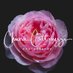 Chiara Cattaruzzi Ph (@chiaraphoto) Twitter profile photo Chiara Cattaruzzi Ph (@chiaraphoto) Twitter profile photo