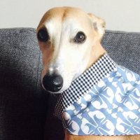 Henry Whippet (@whippethenry) 's Twitter Profile