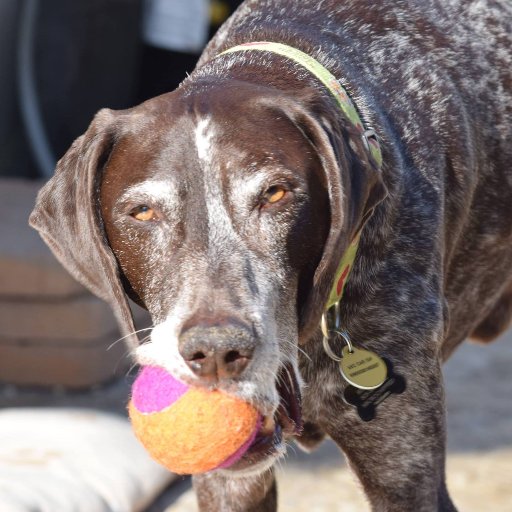 Forrest was a 13 year old German Shorthaired Pointer with an amazing spirit, and a huge zest for life! His wheels enabled him to continue to be a dog!