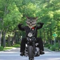 RIP Sweet Maverick (@mavthetiger) 's Twitter Profile
