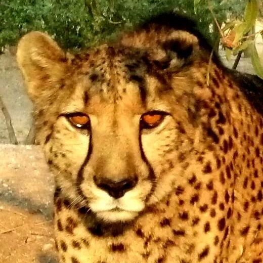 I am an expert on illegal wildlife trade with a focus on cheetahs. Cheetahs are usually stolen from the wild to be sold as pets in the Arabian Peninsula.