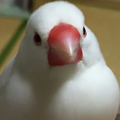 鳥のツイートを見るだけのアカウント。たまに呟きます。いいね＆RT多め。よろしくお願いします( ´ー`)