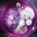 SimnerLab (@simnerlab) Twitter profile photo SimnerLab (@simnerlab) Twitter profile photo