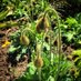 Weird Plant (@plantsareweird) Twitter profile photo Weird Plant (@plantsareweird) Twitter profile photo