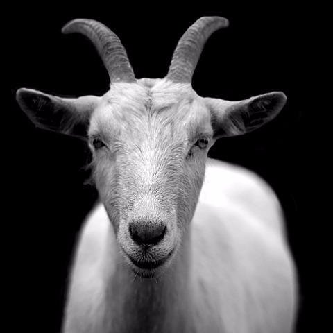 _the__Goat_ Profile Picture