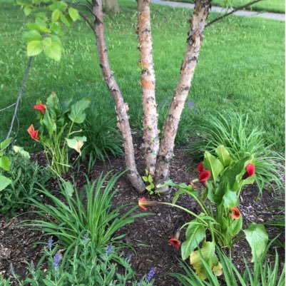 JenniferLCB64's profile picture. 