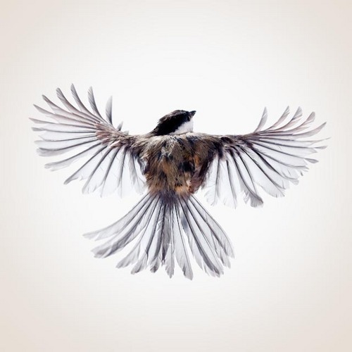 wildbirdsflying is a unique photographic study of backyard birds involving high speed photography by Minneapolis advertising photographer Paul Nelson