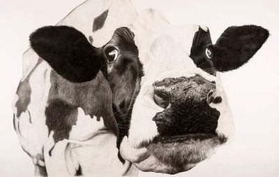 Charcoal and graphite artist specialising in highly detailed and realistic portraits of animals.