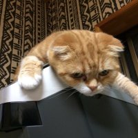 すずきのぶひろ (@nobuisiya) Twitter profile photo