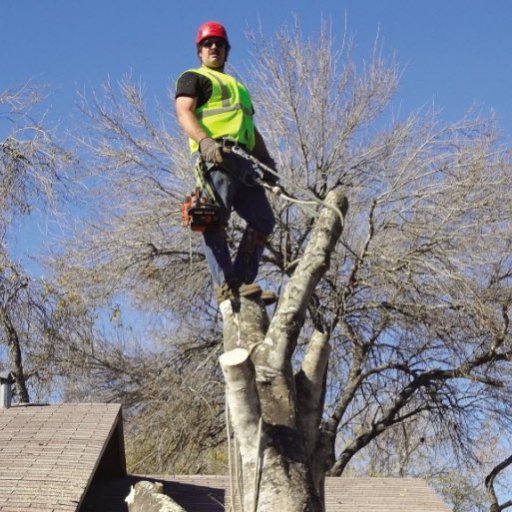 TreeremovalChar's profile picture. We provide the Tree removal in Charlotte.