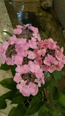 kumiko37373's profile picture. 