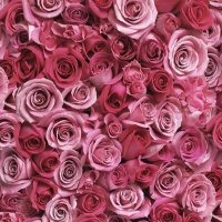 ま (@ot_manami) Twitter profile photo