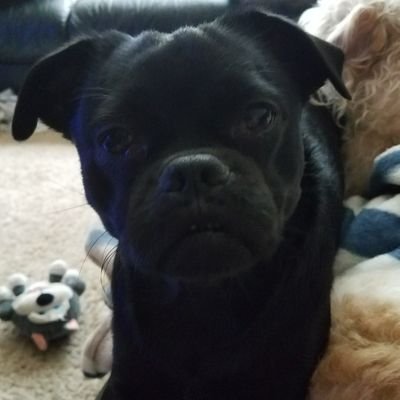 KibbieOS's profile picture. 