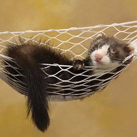 WearyWeasel's profile picture. Just lookin'