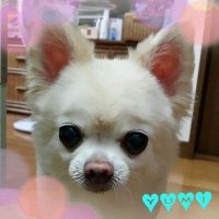yumi chan(@mion_LEN) 's Twitter Profile Photo