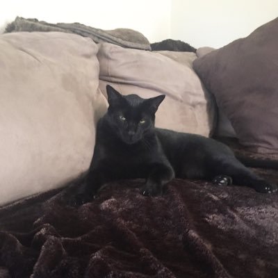 BlackCatsMatter Profile