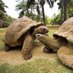 Islas Galápagos (@islastortuga) Twitter profile photo Islas Galápagos (@islastortuga) Twitter profile photo