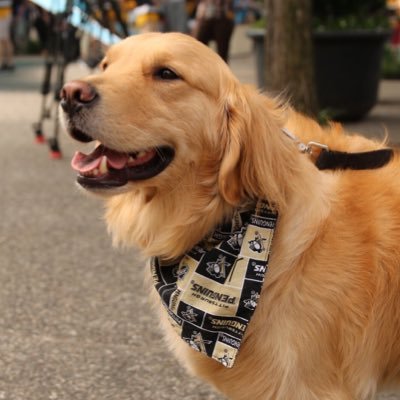 🐾River🐾 Former @citypgh Canine Ambassador for Mayor @billpeduto. @circletail alum. Happy, hungry, lovable Golden Retriever. IG: @pghdogriver