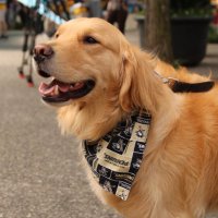River(@PghDogRiver) 's Twitter Profile Photo