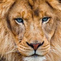 USA Patriot (@1oregonpatriot) 's Twitter Profile Photo USA Patriot (@1oregonpatriot) 's Twitter Profile Photo