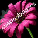 SueBooBadoo's profile picture. 