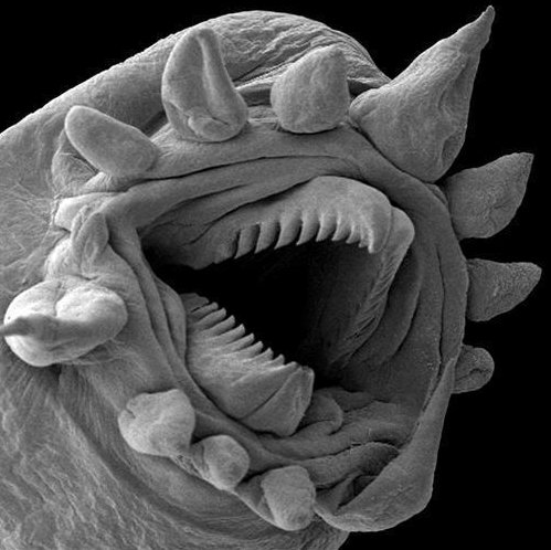 ElectronMicros's profile picture. 