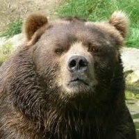 Grumpy Bear (@grumpybear60) 's Twitter Profile