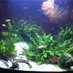 DarkwaterAquatics uk (@ianmcwan1979) Twitter profile photo DarkwaterAquatics uk (@ianmcwan1979) Twitter profile photo