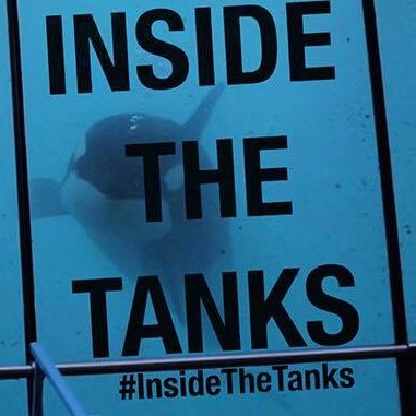 Join @JonnyMeah, & look #InsideTheTanks. First documentary of it's kind, giving BOTH sides of the marine captivity debate, a chance to have their say.