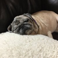 Scott Berry (@scdamnyankee) 's Twitter Profile