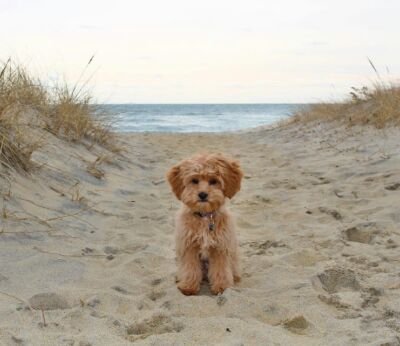 StuartElisa's profile picture. #🟦IStandUpToJewishHate . A happy catholic who ♥️'s ancient history,envir.consciousness,& believes technology has been designed to torment me.