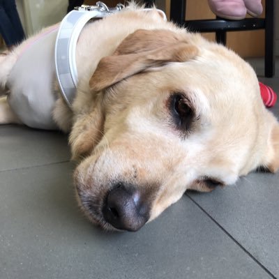 盲導犬使用者でコブクロのファンです！盲導犬の名前はニーナです。よろしくお願いします☆